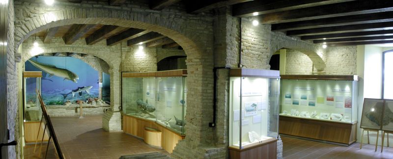 museo fossili